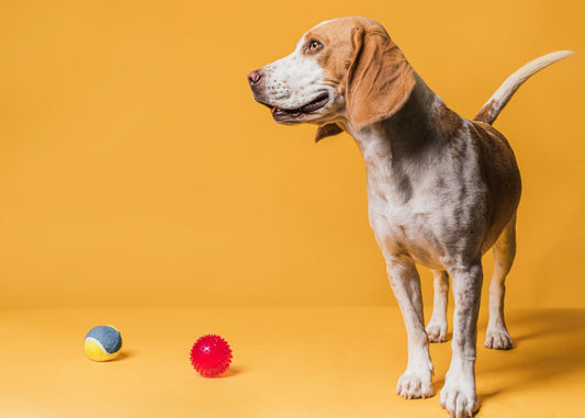 Top 5 des jeux à faire avec son chien pour renforcer votre complicité