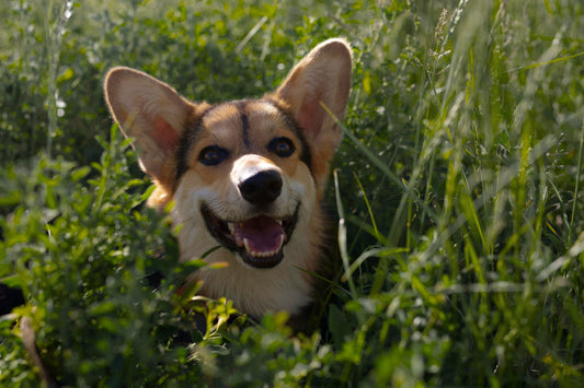 Les meilleures pratiques pour un chien en bonne santé toute l'année !