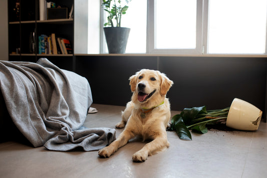 Protéger sa maison avec un chien: astuces pour éviter les salissures et poils