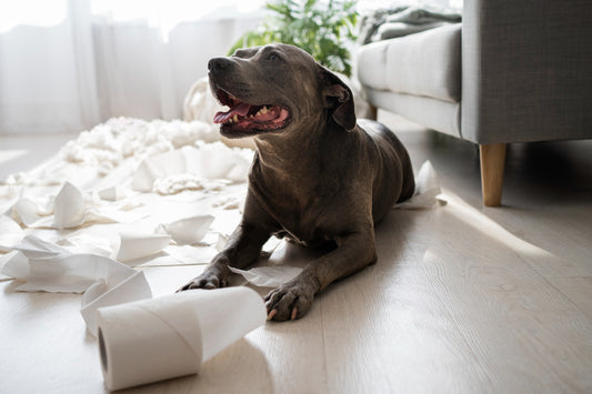 Dompter les poils de chiens dans la maison : astuces et outils efficaces