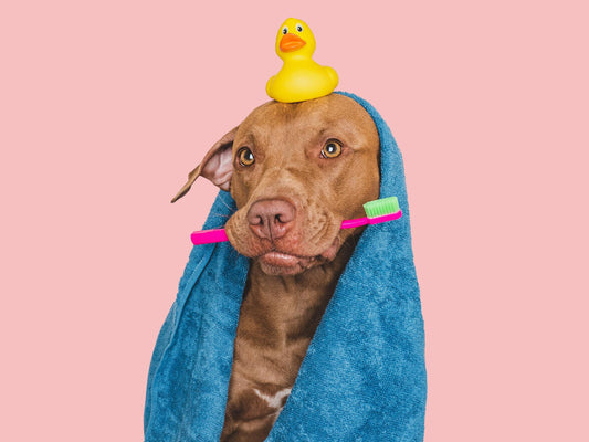 Hygiène canine : comment prendre soin de son chien de la tête aux pattes