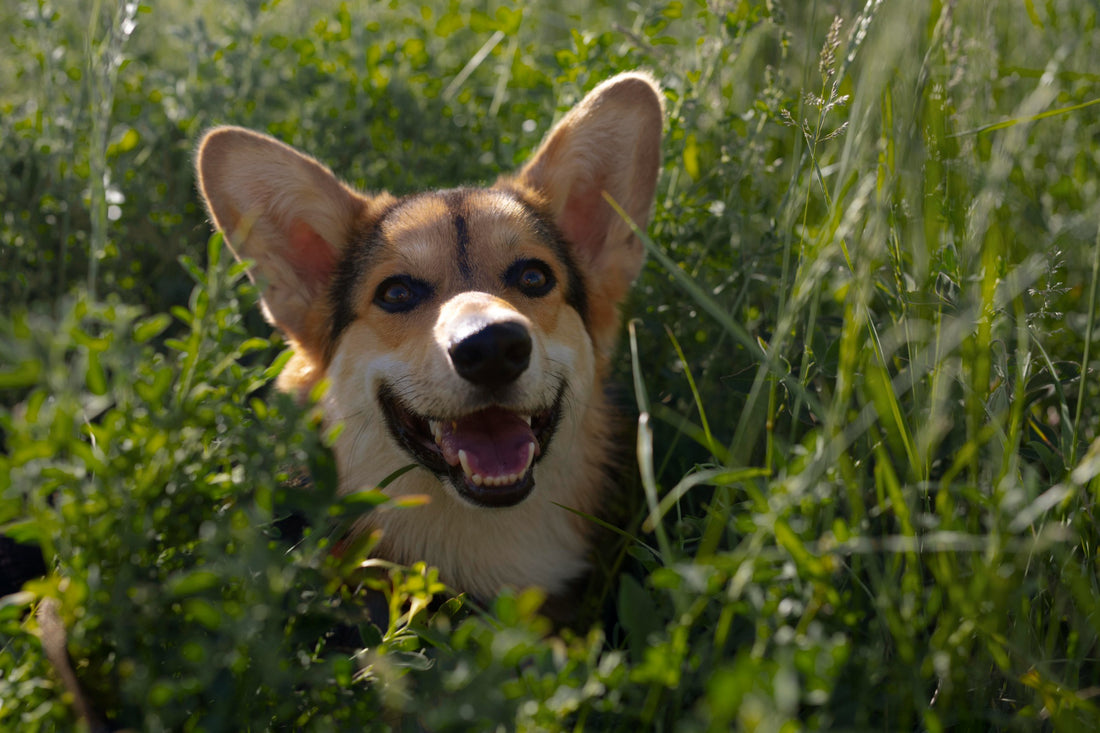 Les meilleures pratiques pour un chien en bonne santé toute l'année !